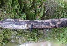 Giraffenholz, Foto 9