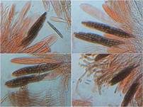 Glänzende Erdzunge, Foto 13