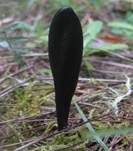 Glänzende Erdzunge, Foto 11