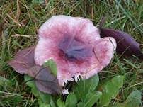 Glänzender Ledertäubling, Foto 12