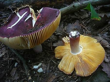 Glänzender Ledertäubling, Foto 4