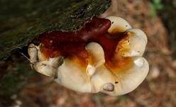 Glänzender Lackporling, Foto 16