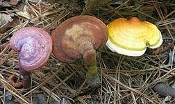 Glänzender Lackporling, Foto 22