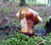 Glänzender Lackporling, Foto 41