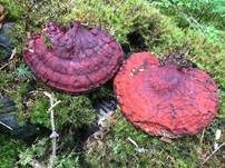 Glänzender Lackporling, Foto 6