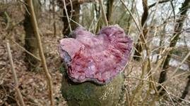 Glänzender Lackporling, Foto 44
