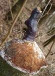 Glänzender Lackporling, Foto 50