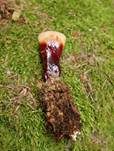 Glänzender Lackporling, Foto 51