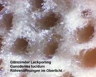 Glänzender Lackporling, Foto 75