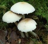 Behangener Faserling, Foto 20