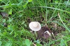 Behangener Faserling, Foto 30