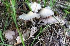 Behangener Faserling, Foto 41