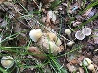 Behangener Faserling, Foto 50
