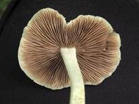 Behangener Faserling, Foto 61