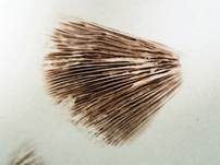 Behangener Faserling, Foto 65