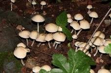 Behangener Faserling, Foto 10