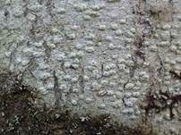 Glatte Porenflechte, Foto 7