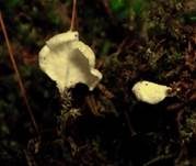 Glatter Becherschichtpilz, Foto 5