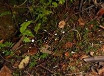 Glatter Becherschichtpilz, Foto 6