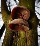 Glatter Ohrlappenpilz, Foto 104