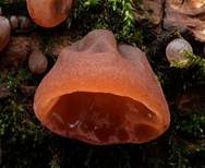 Glatter Ohrlappenpilz, Foto 15