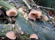 Glatter Ohrlappenpilz, Foto 7