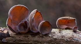 Glatter Ohrlappenpilz, Foto 8