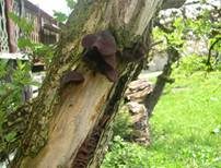 Glatter Ohrlappenpilz, Foto 73