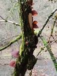 Glatter Ohrlappenpilz, Foto 81