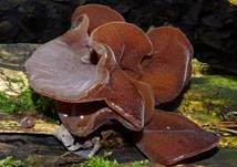 Glatter Ohrlappenpilz, Foto 90