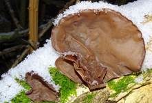 Glatter Ohrlappenpilz, Foto 92