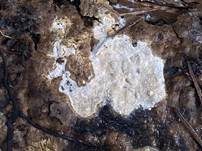 Glatter Zystidenrindenpilz, Foto 8