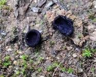 Glattsporiger Amethystbecherling, Foto 5