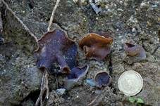 Glattsporiger Amethystbecherling, Foto 6
