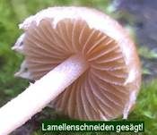 Behangener Glockenschüppling, Foto 9