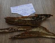 Gloeozystiden-Faserrindenpilz, Foto 4