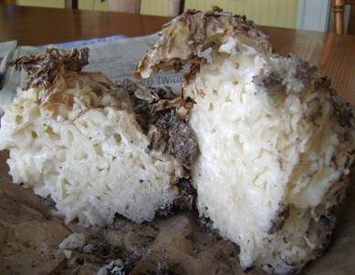 Glucken-Becherling, Foto 2