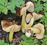 Goldbrauner Dachpilz, Foto 14
