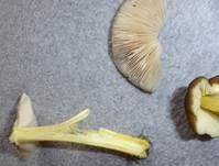 Goldbrauner Dachpilz, Foto 17