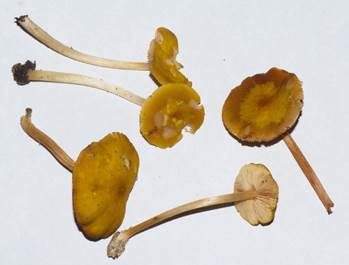 Goldbrauner Dachpilz, Foto 4