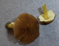 Goldbrauner Dachpilz, Foto 11