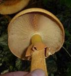Goldfarbener Glimmerschüppling, Foto 15