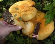 Goldfarbener Glimmerschüppling, Foto 16