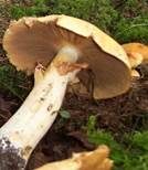 Goldfarbener Glimmerschüppling, Foto 28