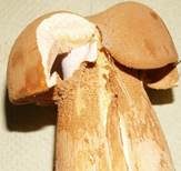 Goldfarbener Glimmerschüppling, Foto 35