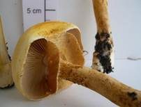 Goldfarbener Glimmerschüppling, Foto 37
