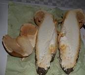 Goldfarbener Glimmerschüppling, Foto 42