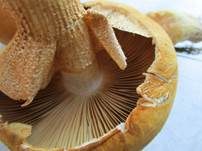 Goldfarbener Glimmerschüppling, Foto 46