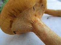 Goldfarbener Glimmerschüppling, Foto 50
