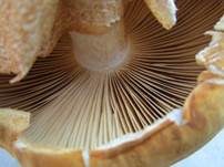 Goldfarbener Glimmerschüppling, Foto 52